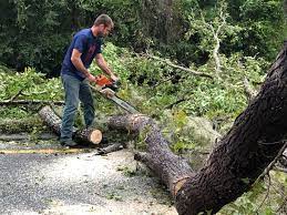 Best Lot and Land Clearing  in New Kensington, PA