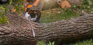 How Our Tree Care Process Works  in  New Kensington, PA