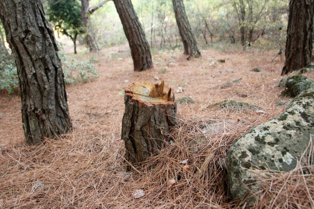 Best Firewood Processing and Delivery  in New Kensington, PA