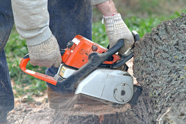Best Tree Disease Treatment  in New Kensington, PA