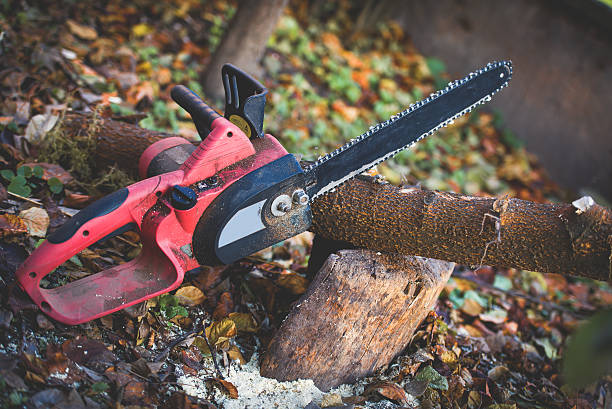 Reliable New Kensington, PA Tree Care Solutions